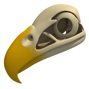 3d model bald eagle skull skeleton