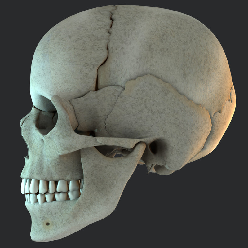 Задние кости черепа