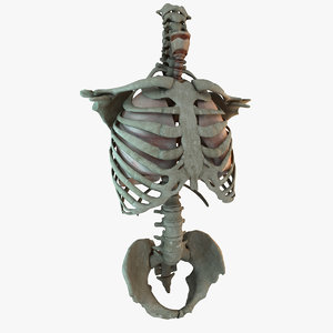 3d human lung torso model