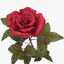 3d rose red v 2 model