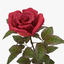 3d rose red v 2 model