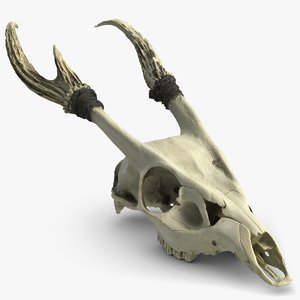max deer skull raw scan