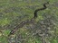 snake reptile 3d model