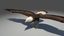 3d model eagle bird