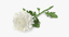 white chrysanthemum laying - 3d max