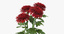 red chrysanthemum natural group 3d c4d