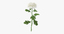 white chrysanthemum standing - max