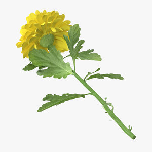 3d model of yellow chrysanthemum laying -