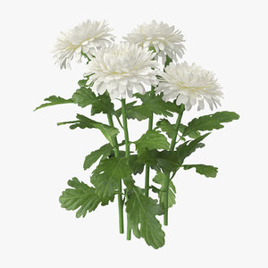 3d white chrysanthemum natural group model