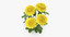 3d model yellow chrysanthemum natural group