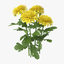 3d model yellow chrysanthemum natural group