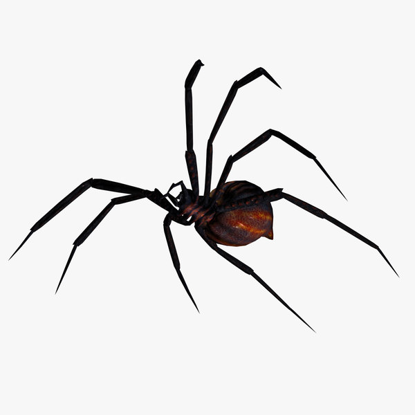 3d spider animation model