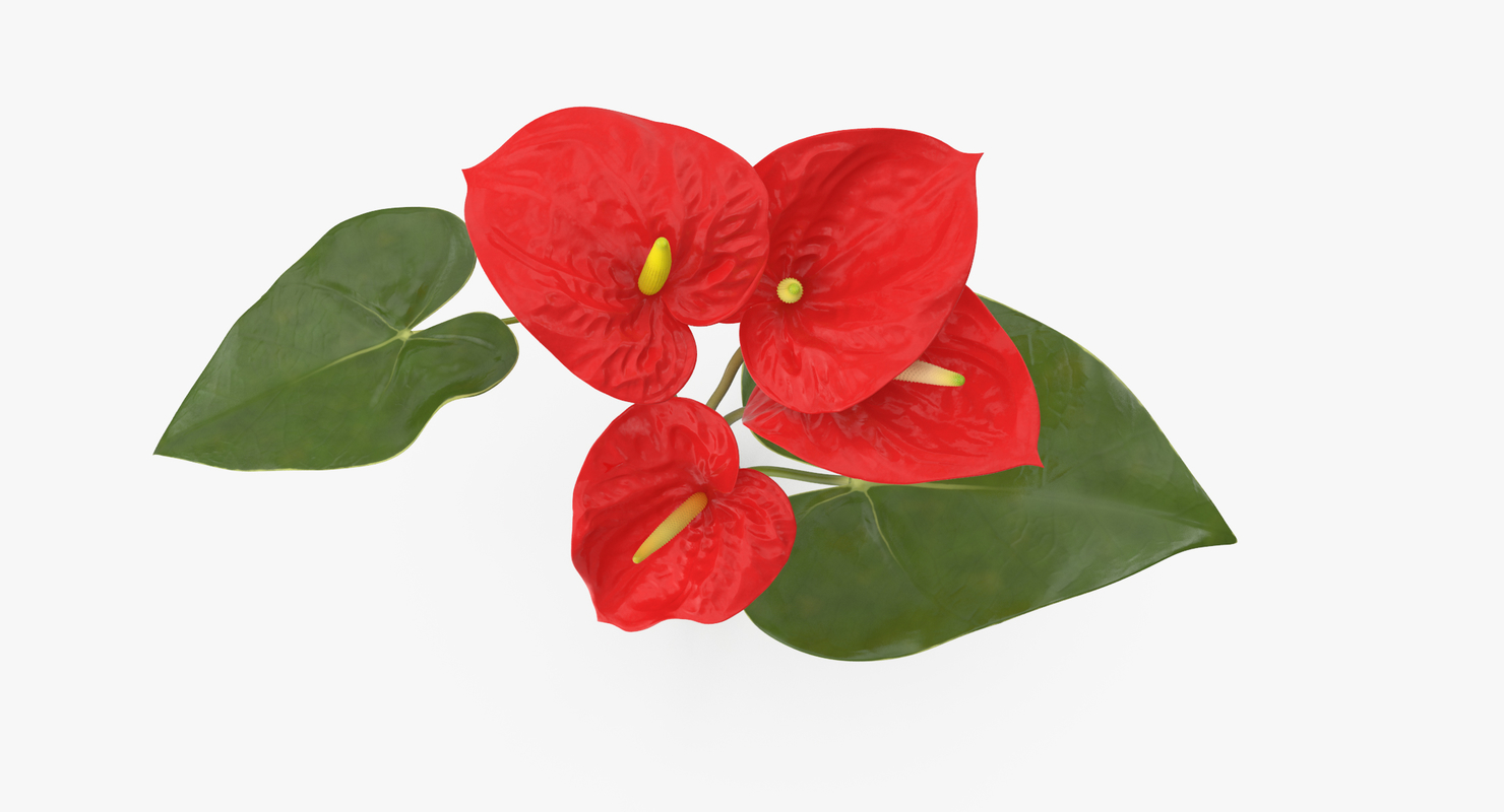 anthurium bouquet - 3d model