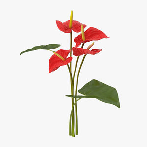 anthurium bouquet - 3d model