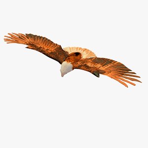c4d flying golden eagle animation