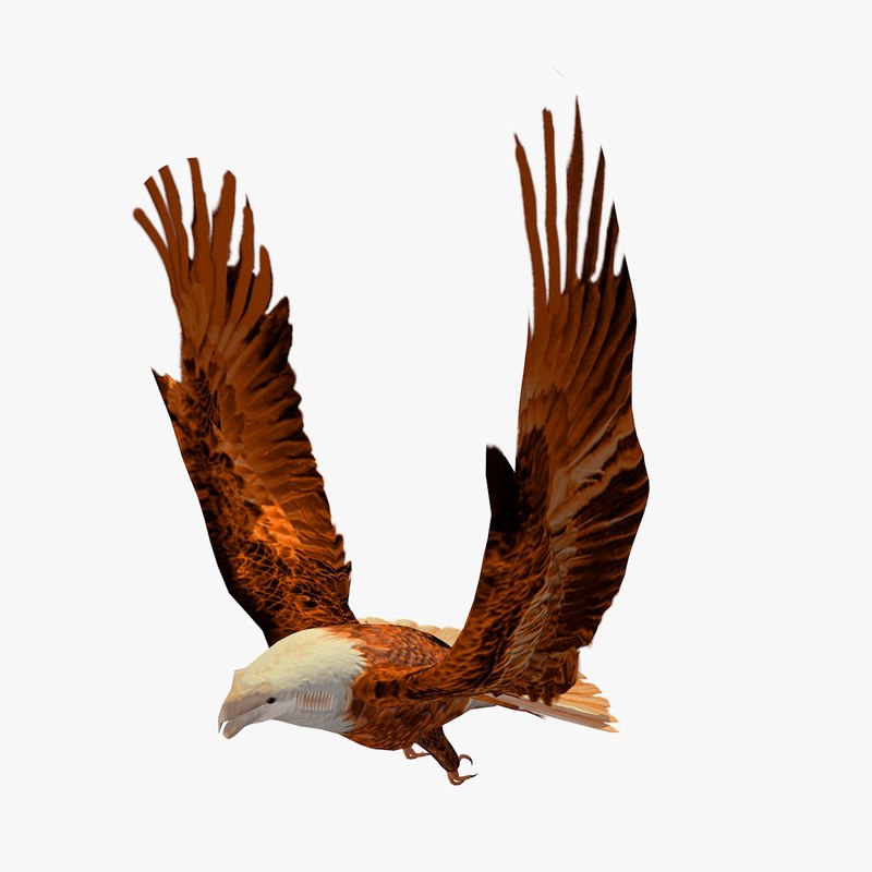 golden eagle flapping wings c4d