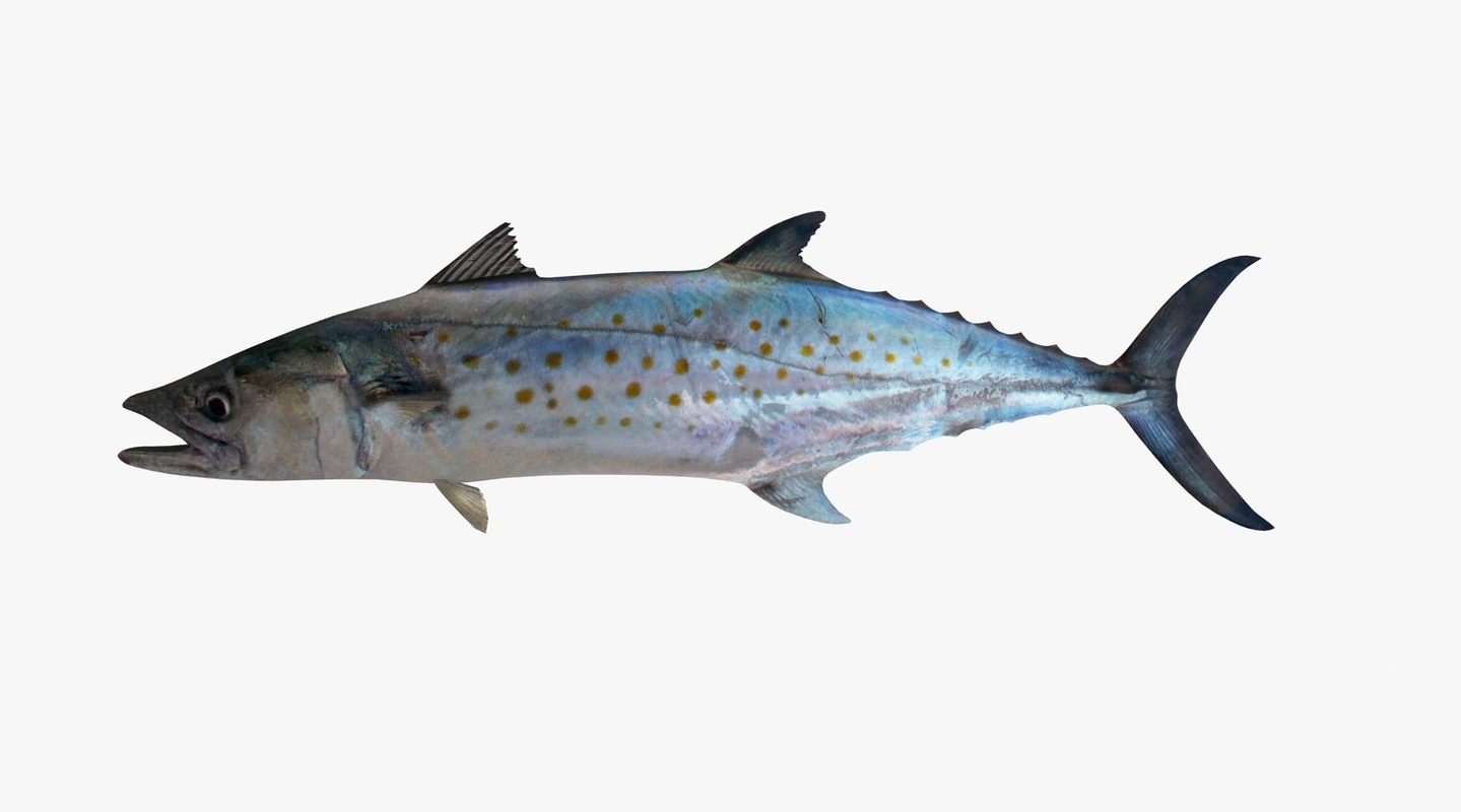 max-spanish-mackerel