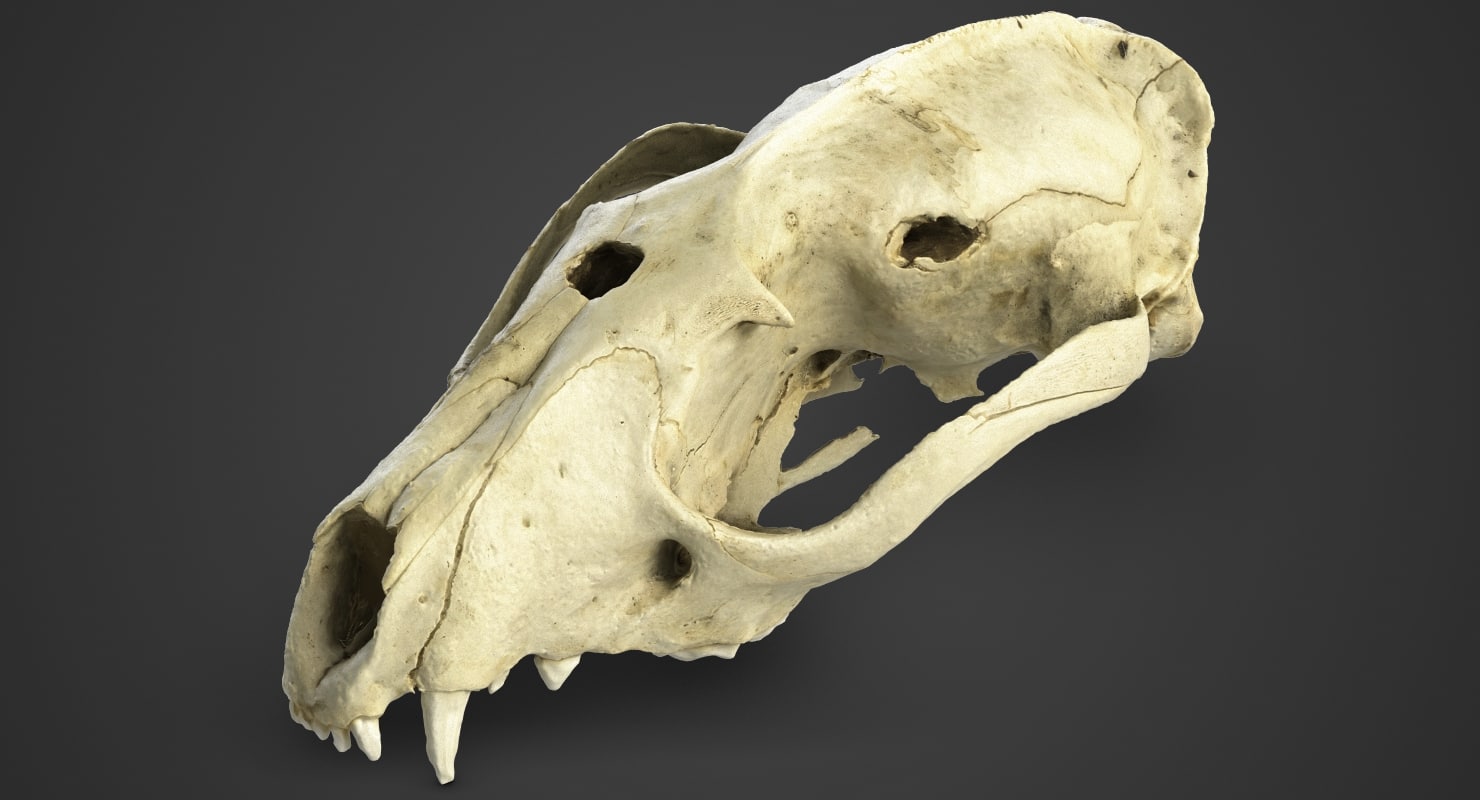 亚洲棕榈果子狸luwak头骨未加工的3d扫描3d模型