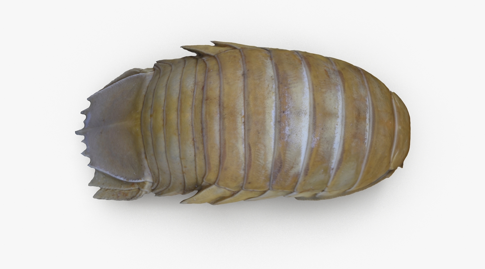 3d isopod scan