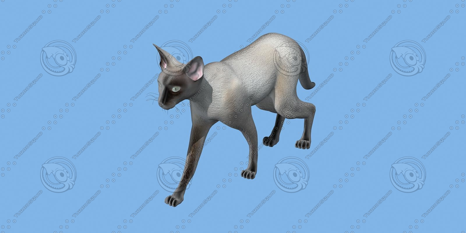 猫3d模型