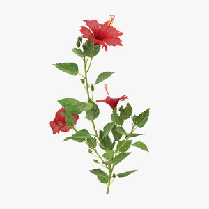 hibiscus natural group - 3d model