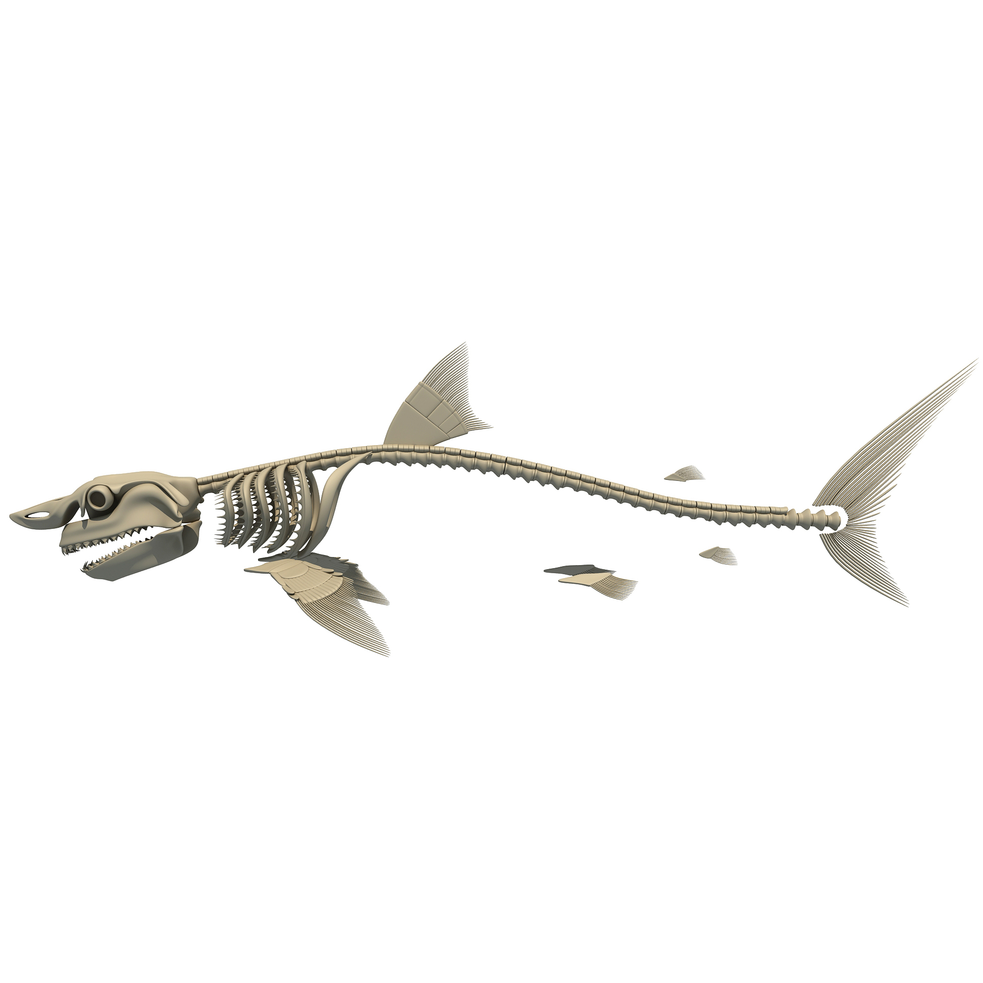 3d great white shark skeleton animal