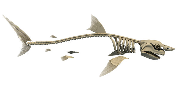 3d great white shark skeleton animal