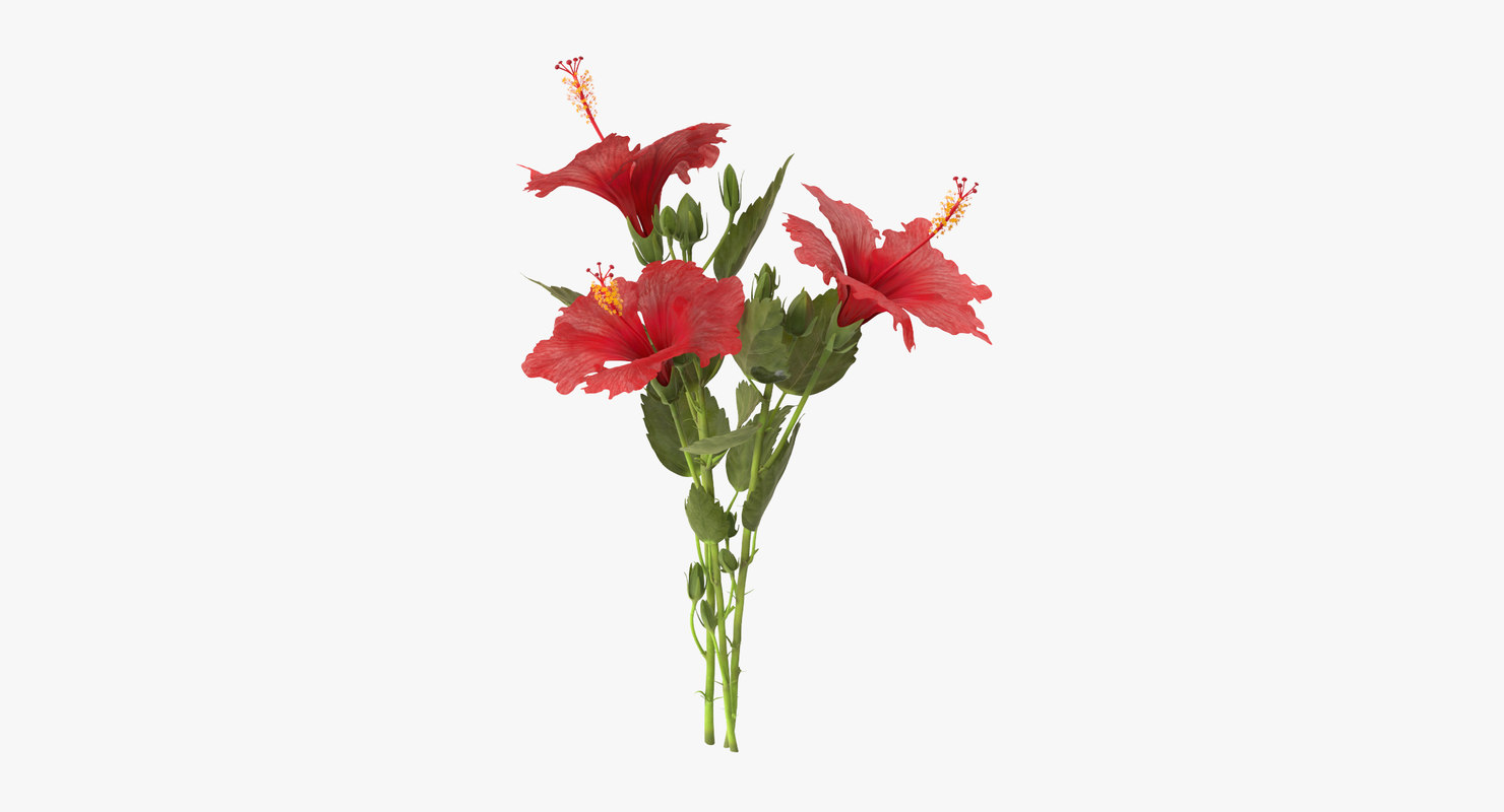  hibiscus  bouquet 3d  model