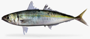3d mackerel scad