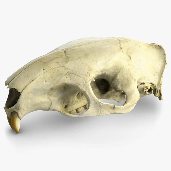 rat skull separated bones anatomy 3d max