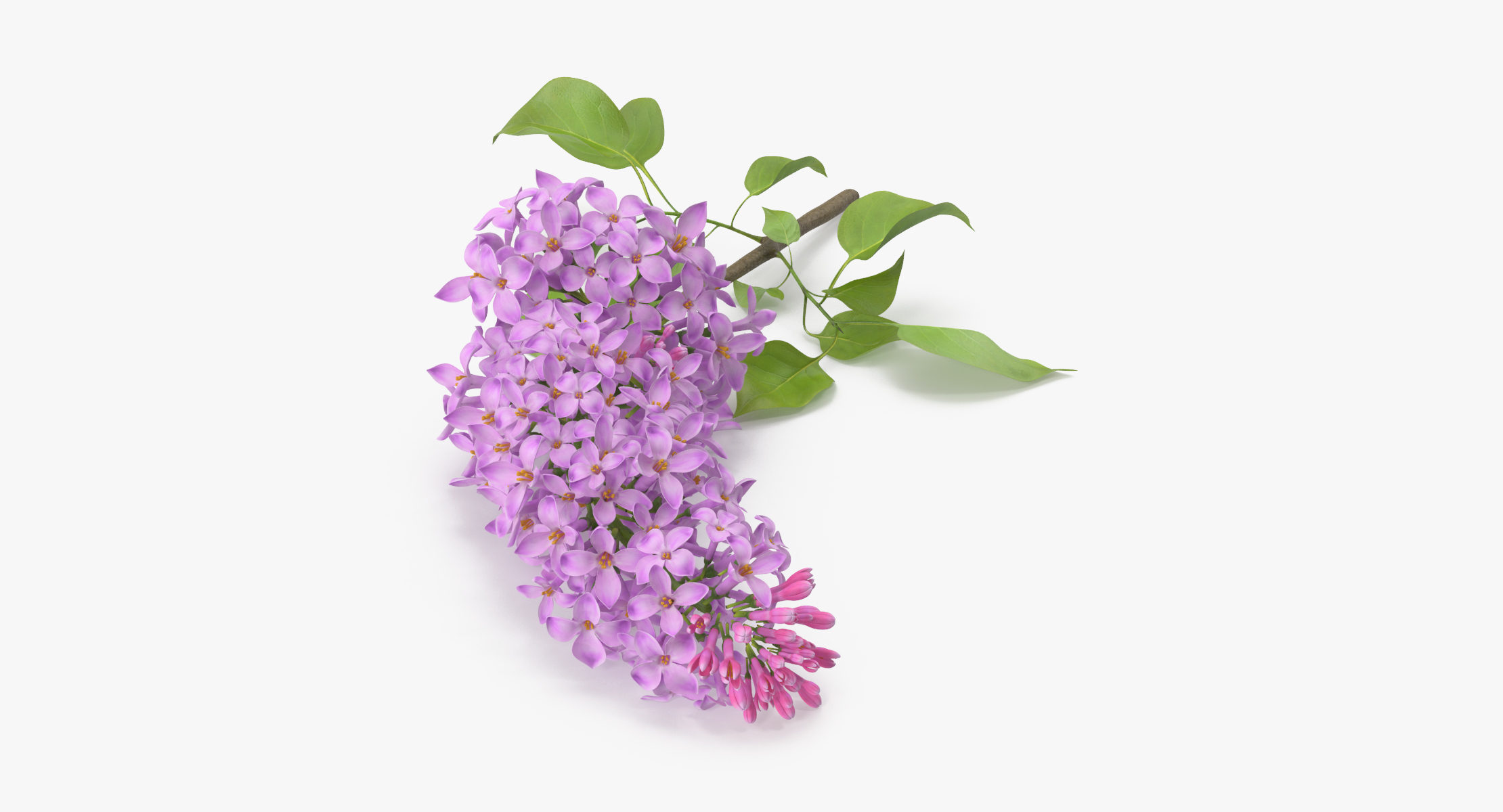 lilac - 3d c4d