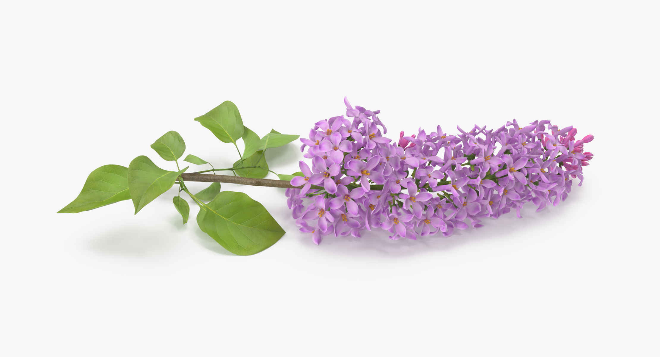 lilac - 3d c4d