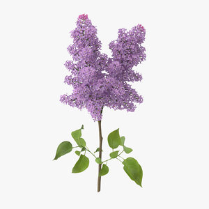 3d model lilac standing -