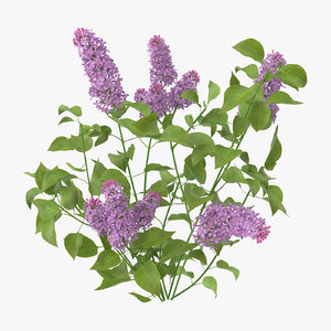 3d model lilac natural group -