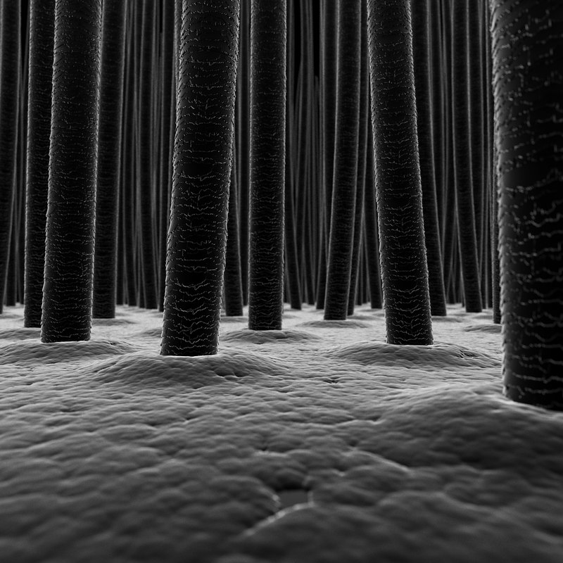 modèle 3D de Cheveux XRay TurboSquid 1035369