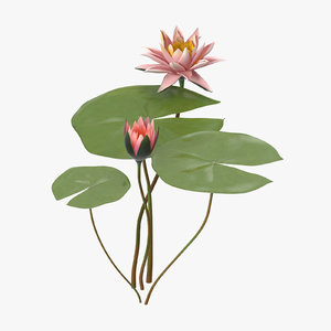 3d model water lily 04