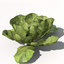 xfrogplants lettuce plant 3d model