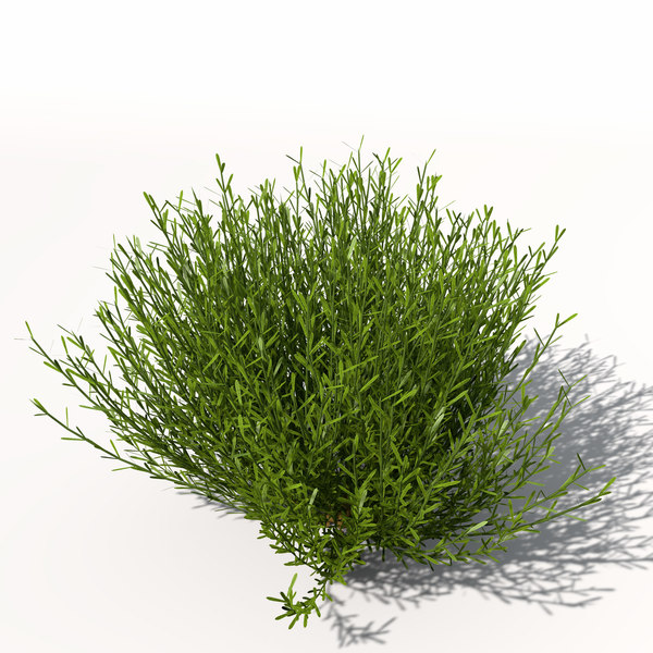 lavender plant flowers 3d model