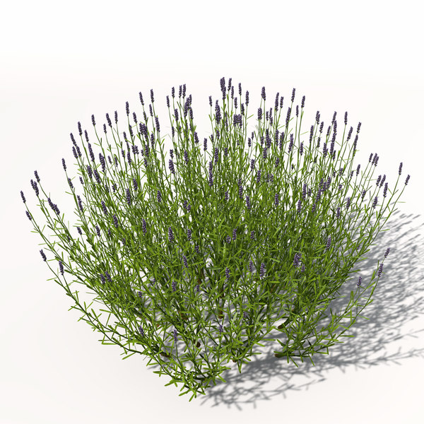 lavender plant flowers 3d model