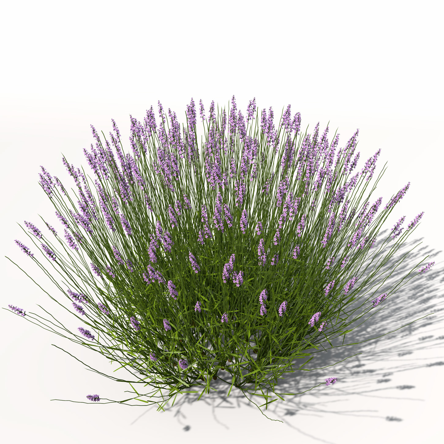 lavender plant flowers 3d model