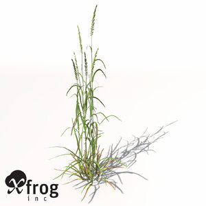 3d xfrogplants ryegrass grass plant