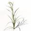 rice oryza ssp 3d model