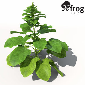 xfrogplants spinach max