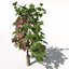 grape vine plant fruit 3d model