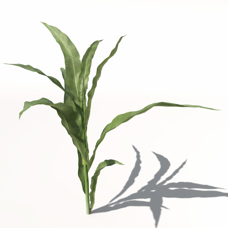 corn zea mays 3d model