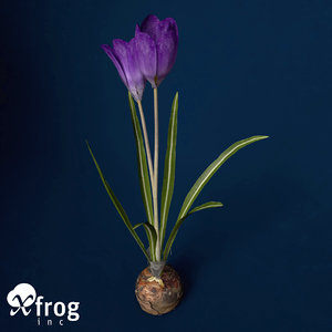 free crocus flowers plant 3d model