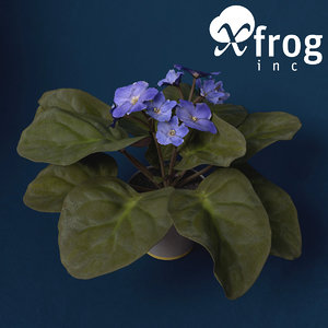 african violet flower plants 3d model