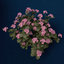 hortensia hydrangea sp lwo