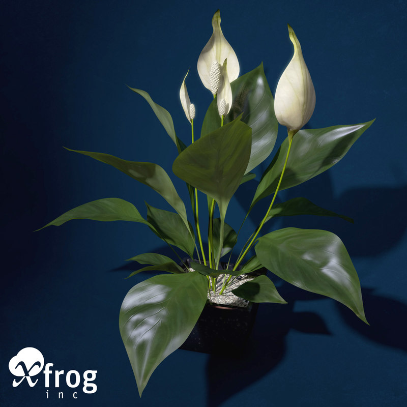 3d Peace Lily Plants