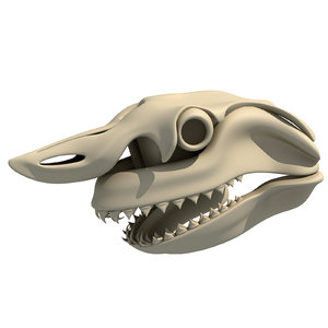 great white shark skull skeleton max